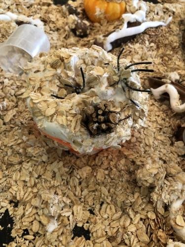 Taart met spinnetjes